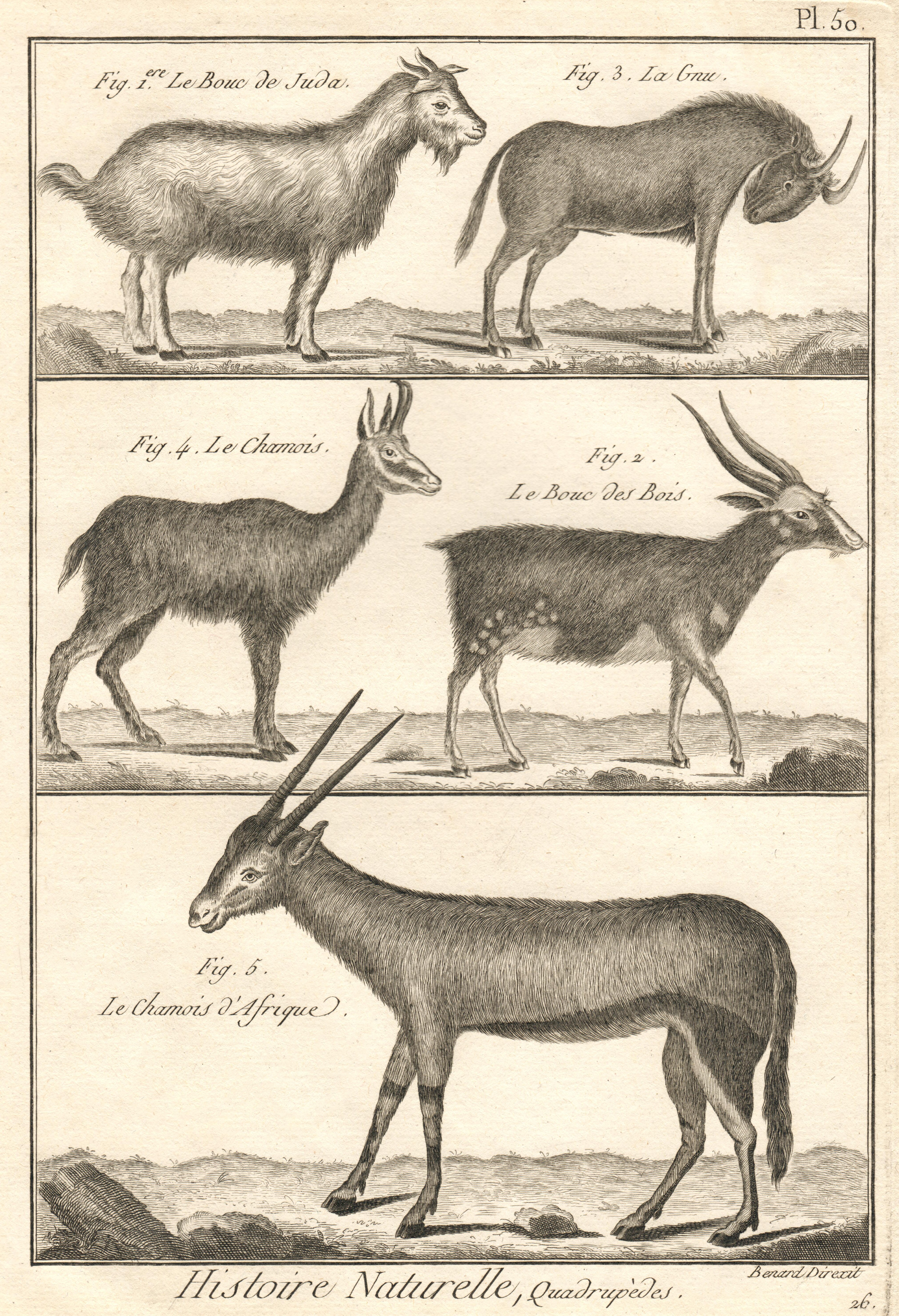 Buffon Natural History - Plate 50: Goats and Antelopes